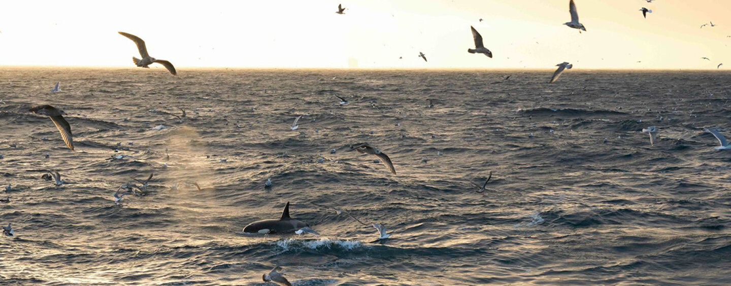 banner_Die_wilde_Nordsee